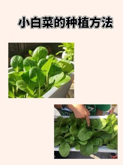 用什么方法种蔬菜砖缝里种出大白菜图片用什么方法种蔬菜 汽车2